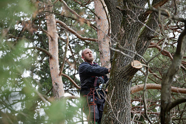 How Our Tree Care Process Works  in  Micco, FL